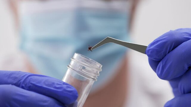 Professional lab technician wearing protective gloves and mask carefully transferring tick specimen into test tube using precise technique for medical research and disease analysis