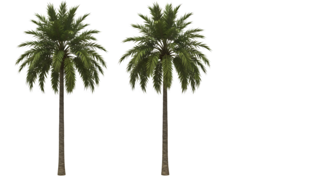 Two palm trees isolated against a black background in a digital rendering style isolated on white background, tarensparent background, png, jpg,jpeg,  on transparent background