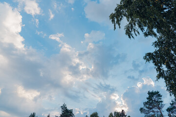 Refreshing Blue Sky with Clouds and Upward View of Trees