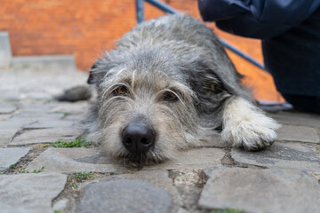 Shaggy gray dog resting on cobblestone street, gazing at camera