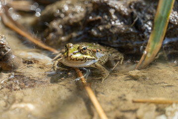Marsh frog sits in lake and watches close-up. Green toad species of tailless amphibians of family ranidae. Single reptile of pelophylax ridibundus common in water. Portrait wet wild animal in pond.