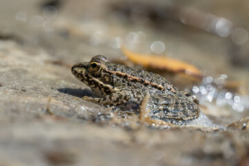 Marsh frog sits in lake and watches close-up. Green toad species of tailless amphibians of family ranidae. Single reptile of pelophylax ridibundus common in water. Portrait wet wild animal in pond.