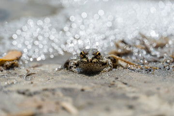 Marsh frog sits in lake and watches close-up. Green toad species of tailless amphibians of family ranidae. Single reptile of pelophylax ridibundus common in water. Portrait wet wild animal in pond.