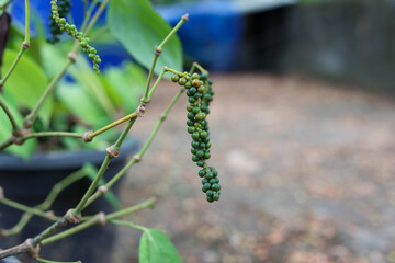 black pepper in green background.