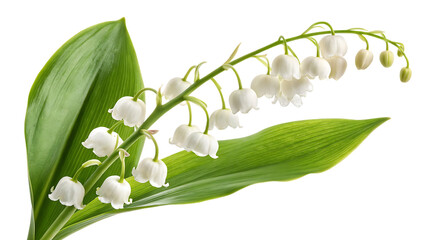 Lily The Valley Flower Isolated