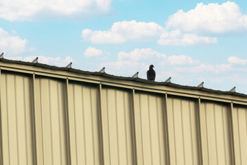 Black Bird Sitting on Edge of Roof Under Blue Sky