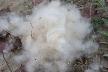 Cotton Fibre on hand collected from field