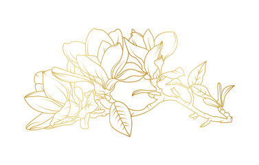Golden magnolia flowers line art isolated on white background. Luxury magnolia floral design elements for invitation, wedding, wallpaper, print template, vector illustration © abcvector