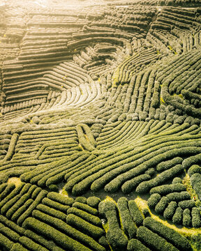 Aerial view of green tea plantation terraces with beautiful patterns in Xihu District, Hangzhou, Zhejiang, People's Republic of China.