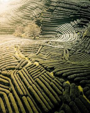 Aerial view of lush green tea plantations with geometric terraces and scenic hills, Xihu District, Zhejiang, People's Republic of China.