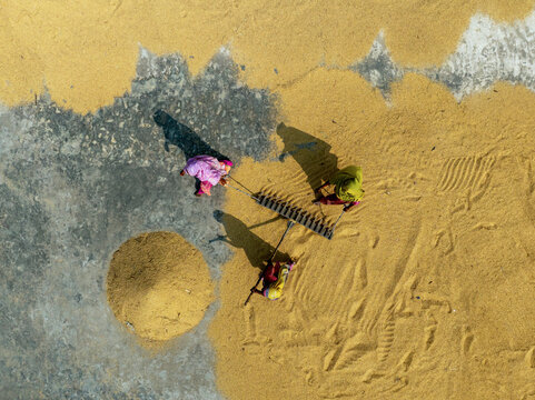 Aerial view of rural rice fields with traditional farming workers in a beautiful pattern, Paschim Talsahar, Ashuganj, Chattogram, Bangladesh.