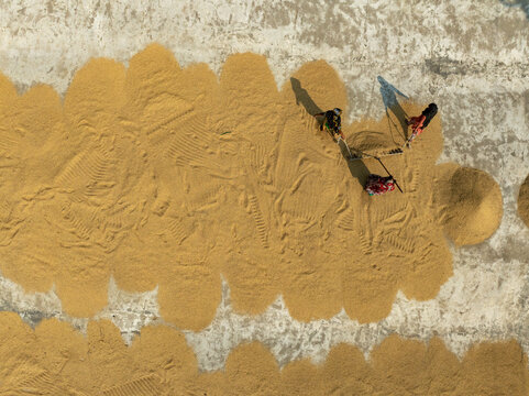 Aerial view of beautiful rice fields with people harvesting in a rural landscape, Paschim Talsahar, Chattogram, Bangladesh.