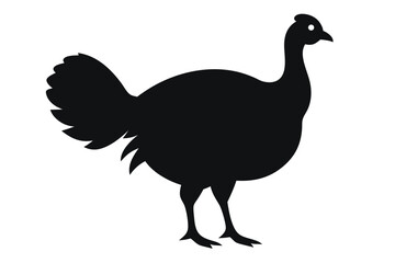 rooster isolated on white background