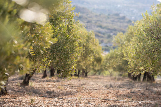 View of a field of olive trees in the countryside between Bisceglie and Corato in Puglia during the summer.
