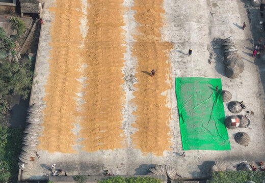 Aerial view of vibrant rooftop grain drying with people under green tarps, Dhaka, Dhaka, Bangladesh.