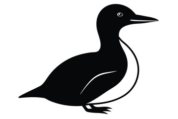 black and white duck