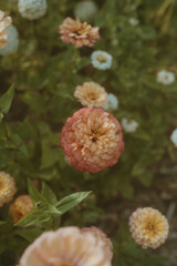 Orange Zinnia Blossom in Soft Natural Light