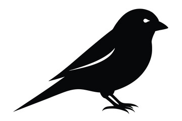 crow on a white background