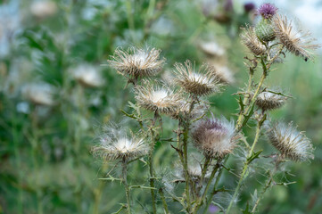 Sharp blooming field thistle with tufts of fluff close-up. Blossoming cirsium arvense or pink sow thistle growing in meadow. Carduus burdock of the asteraceae family dangerous to high nitrite content.
