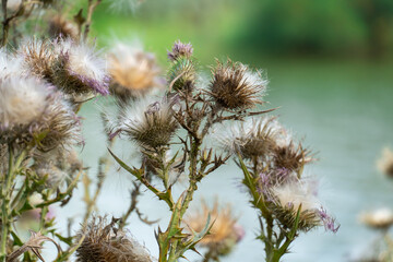 Sharp blooming field thistle with tufts of fluff close-up. Blossoming cirsium arvense or pink sow...