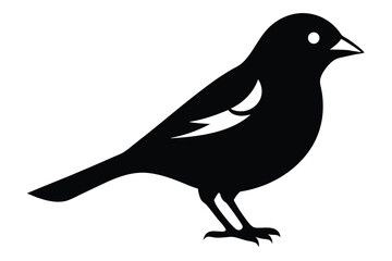 crow on a white background