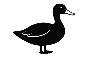 duck isolated on white