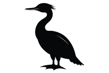 black crowned night heron