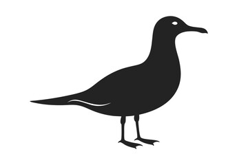 pigeon isolated on white background