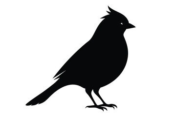 crow on a white background