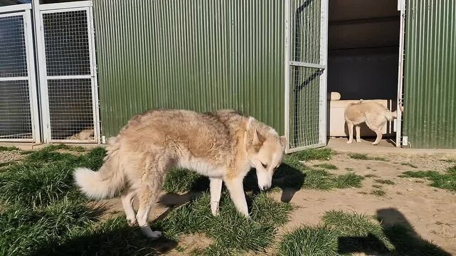 Gorgeous Wolf Hybrid with One Blue and One Brown Eye Walking Freely | Slow Motion Side View at Animal Rescue Sanctuary | Stunning Wolfdog in Natural Movement | Celebrate Rescue and Freedom for Animals