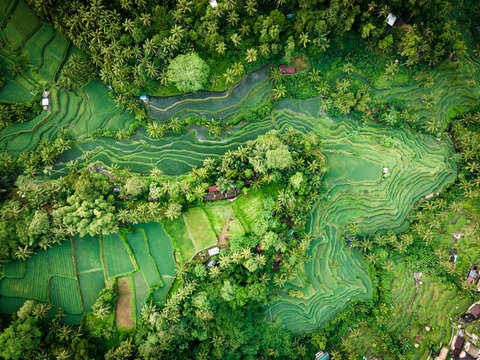 Aerial view of beautiful rice terraces with lush greenery and vibrant vegetation, Ubud, Tegalalang, Bali, Indonesia.