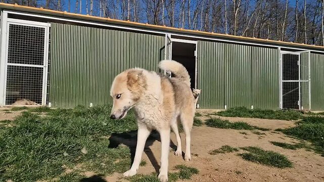 Gorgeous Wolf Hybrid with One Blue and One Brown Eye Walking Freely | Slow Motion Side View at Animal Rescue Sanctuary | Stunning Wolfdog in Natural Movement | Celebrate Rescue and Freedom for Animals