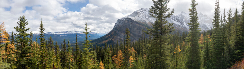 Stunning panoramic view of snow-capped peaks and vibrant larch trees during fall in the Canadian Rockies, creating a picturesque landscape near Canmore, Alberta