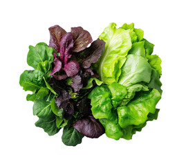 Vibrant Medley of Fresh Leafy Greens Romaine, Arugula, and Red Lettuce isolated on white or transparent background