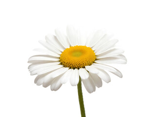 Fototapeta premium daisy isolated on transparent background