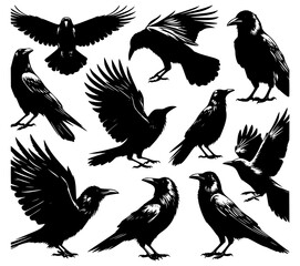 black and white crow, set of birds