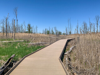Fototapeta premium Maumee Bay State Park, Ohio, Scenic Wooden Boardwalk Through Wetlands 