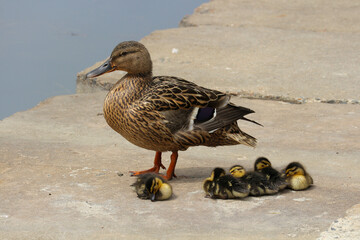 Duck with Ducklings by Urban Waterbody