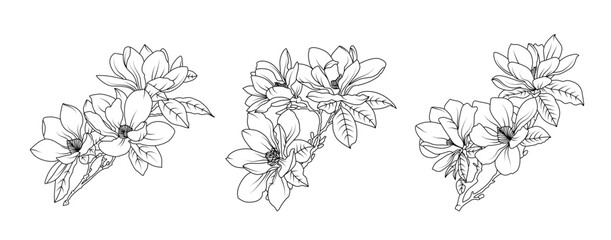 Magnolia flower arrangement line art on white background. Silhouette magnolia botanical hand drawn element for wedding, invitation frame design, vector illustration © abcvector