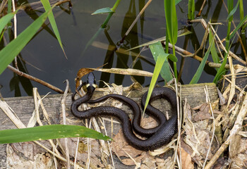 A Natrix Natrix snake basking in the sun after eating
