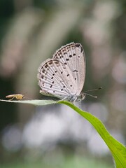 butterfly on leaf