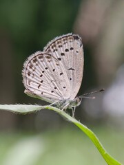 Beautiful macro close-up of a brown butterfly with intricate wings resting on a vibrant green leaf in nature
