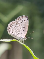 Beautiful macro close-up of a brown butterfly with intricate wings resting on a vibrant green leaf in nature