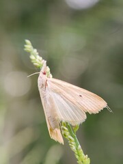 butterfly on a flower