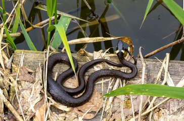 A grass snake (Natrix natrix) sitting on a plank at the water's edge