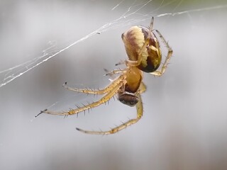 Spider on the web