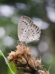 White butterfly resting on dried flower bud.