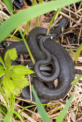 A pair of grass snakes (Natrix natrix) during mating season