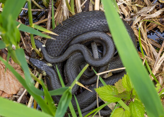 Two snakes in mating season