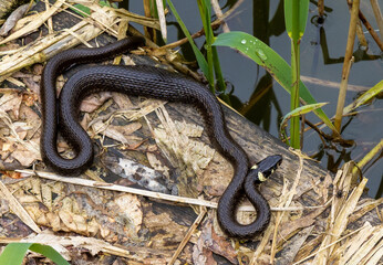 A Natrix Natrix snake basking in the sun after eating